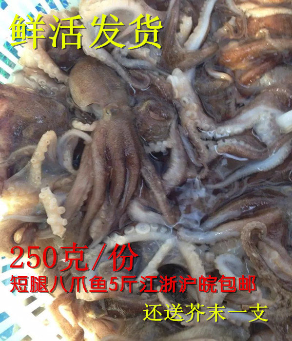连云港特产新鲜野生八爪鱼小章鱼鲜活八代鱼新鲜短蛸墨鱼望潮250g