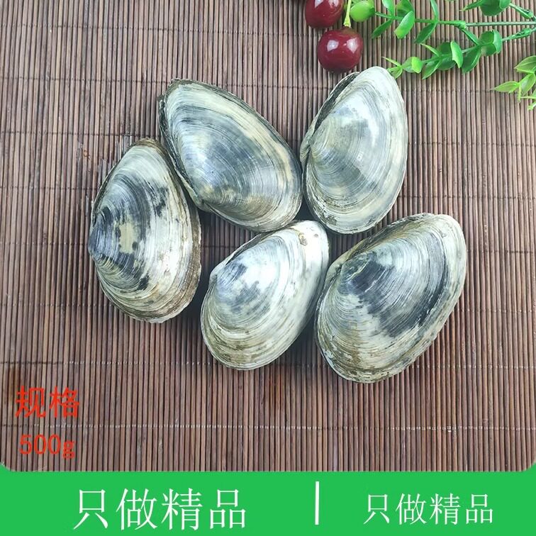 大连海鲜鲜活小象鼻蚌次子马贝刺身烧烤小棒仔棒蚌蛤象拔蚌耳贝 - 实物图