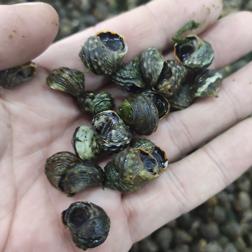 大连海鲜香菠萝晒不死芝麻螺顺丰