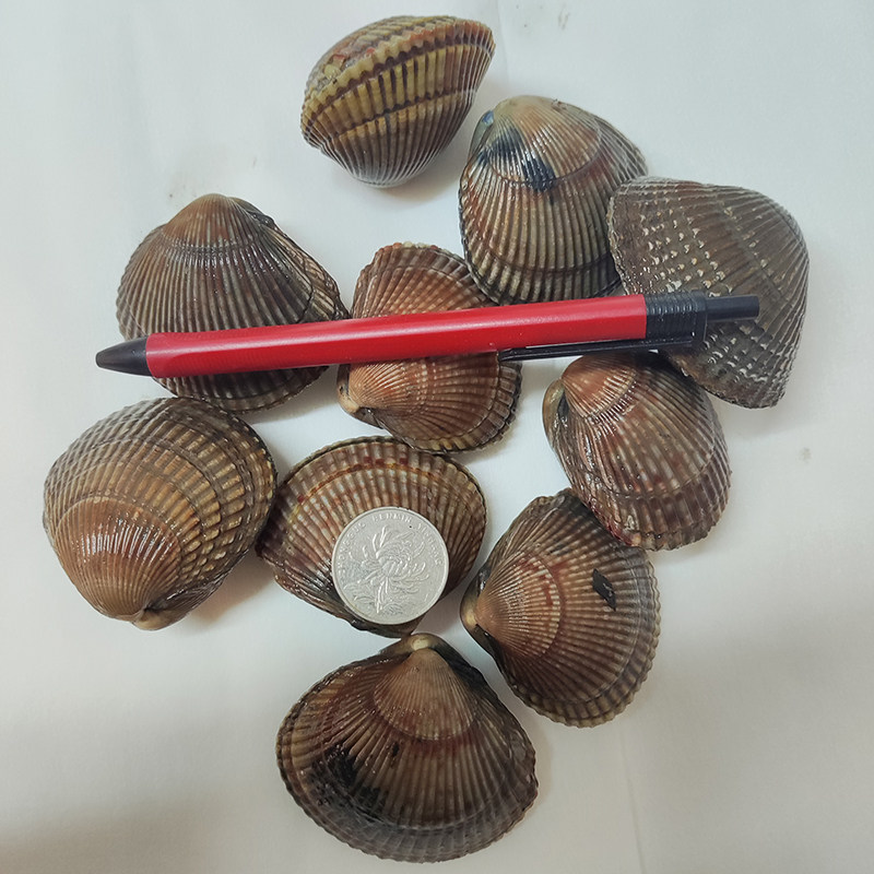 大连海鲜特产刺身石垣贝黄鸟肉贝鲜活蛤蜊鸟蛤白玉翠贝金钩大鸟贝