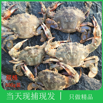 现捕现发大连海鲜花盖蟹子