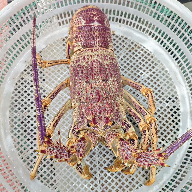 大连鲜活澳洲奥龙大龙虾