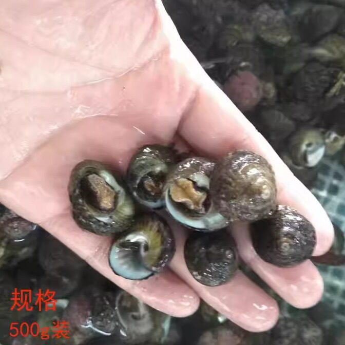 大连海鲜贝类盘偏腚新鲜小海螺芝麻螺田螺螺丝泥螺螺蛳鲜活香菠螺