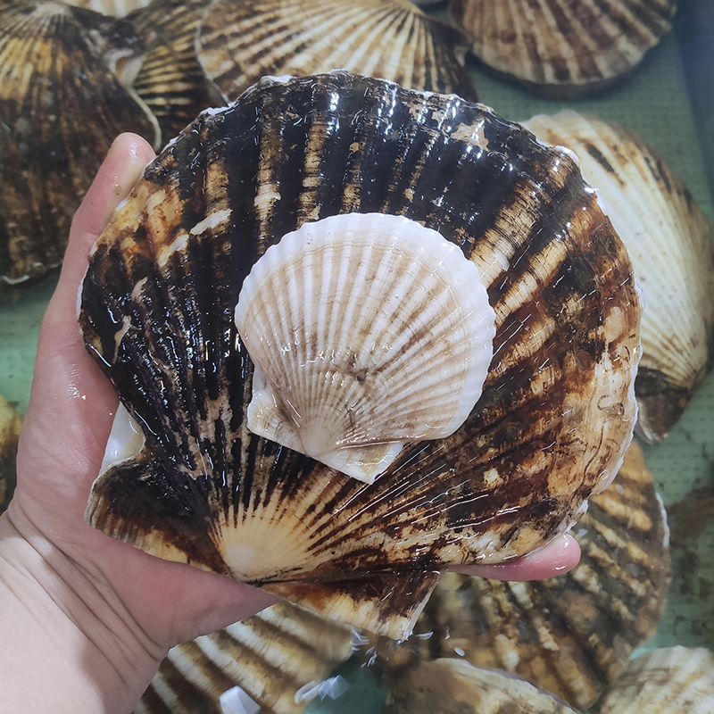 蒜蓉粉丝烧烤食材大号夏威夷贝