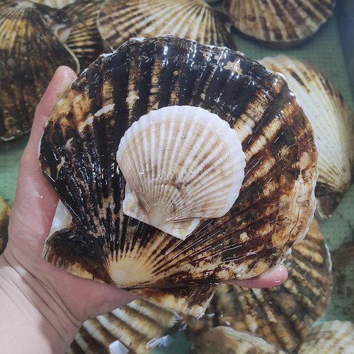 蒜蓉粉丝烧烤食材大号夏威夷贝