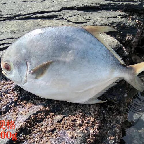 大连海鲜新鲜深海金鲳鱼