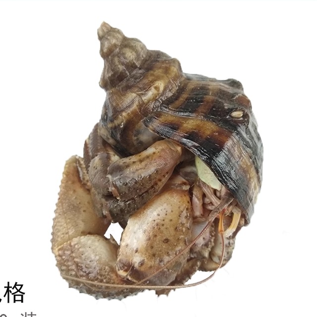 大连海鲜特产中号带壳虾怪顺风