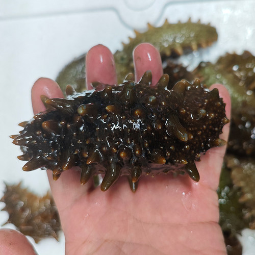 大连海鲜特产鲜活深海即食父母底播老人辽刺参新鲜活体海捕大海参