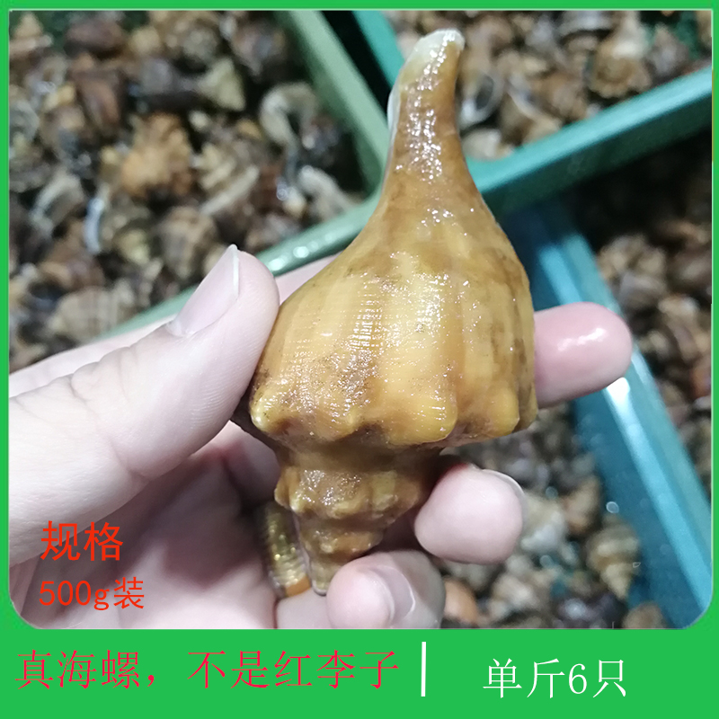 大连海鲜特产网红贝类野生鲜活花螺天然响螺深海田螺新鲜超大海螺