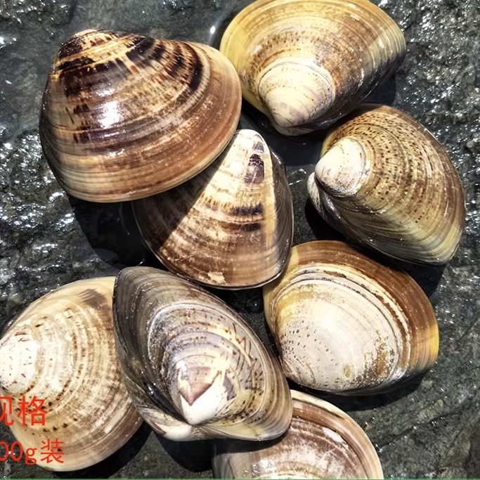 大连海鲜蛤蜊新鲜大花蛤黄蚬子烧烤锡纸煲汤无沙贝类鲜活文哈,水产肉类/新鲜蔬果/熟食,紫口贝,淘宝优惠券,粉丝福利购,淘宝优惠卷