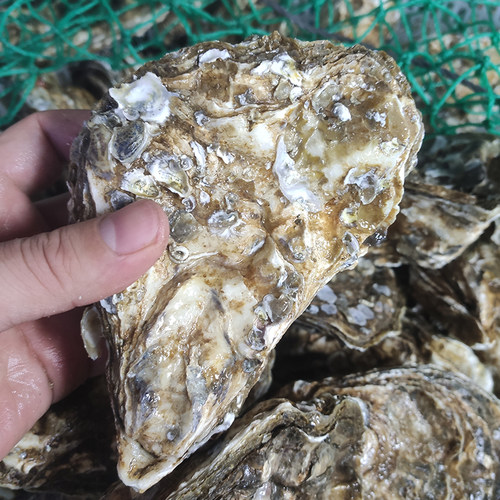 大连海鲜顺丰海蛎子生蚝