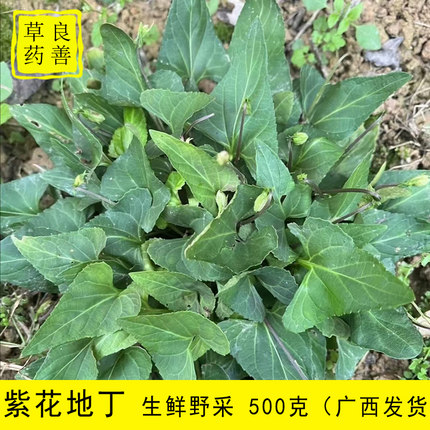 广西紫花地丁草 犁头草新鲜深山农家现采整棵带根叶散装正宗草药