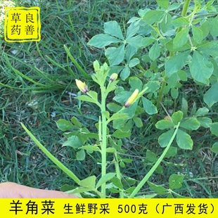 野生新鲜现采 黄花草 羊角菜500克 臭矢菜 广西中草药生鲜发货