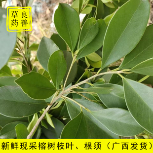 现采新鲜榕树枝叶中草药广西榕树鲜品枝叶榕树根须一斤