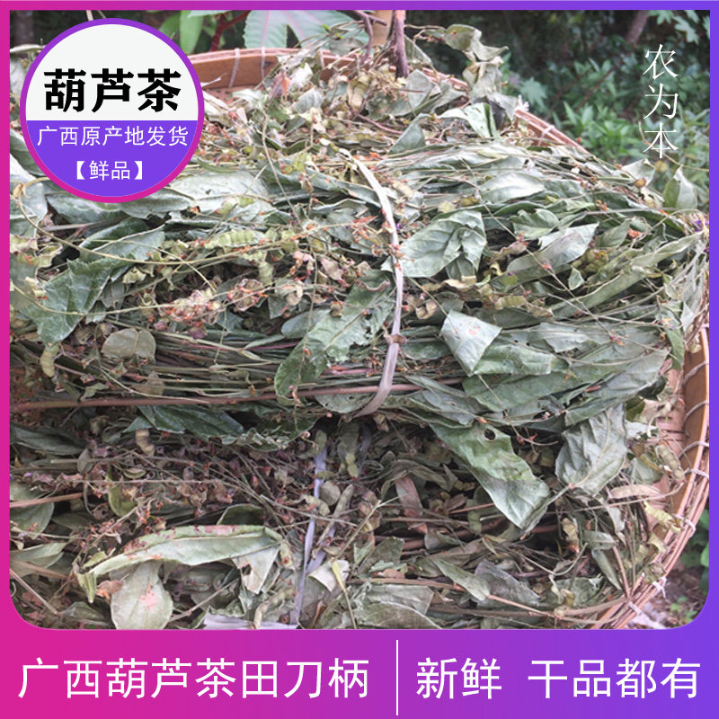 野货葫芦茶新鲜农家广西深山现采葫芦茶迫颈草百劳舌中草药