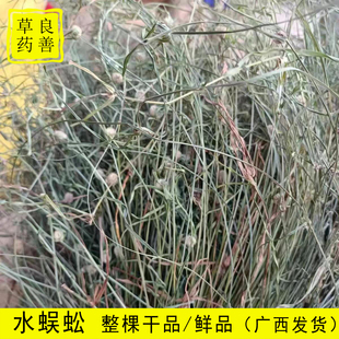 广西水蜈蚣草中草药材 新晒寒气草三荚一箭球三叶珠金纽草入地蜈