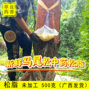 广西天然松脂松油现采现发新鲜原脂无任何化学添加剂优质松香原料