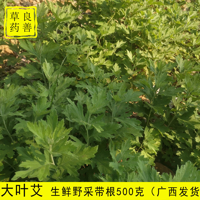 新鲜大叶艾草正宗药用蕲艾大叶艾草整棵带根广西野生艾草现挖现发 - 实物图