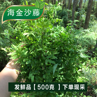 农家新鲜中草药500g包邮