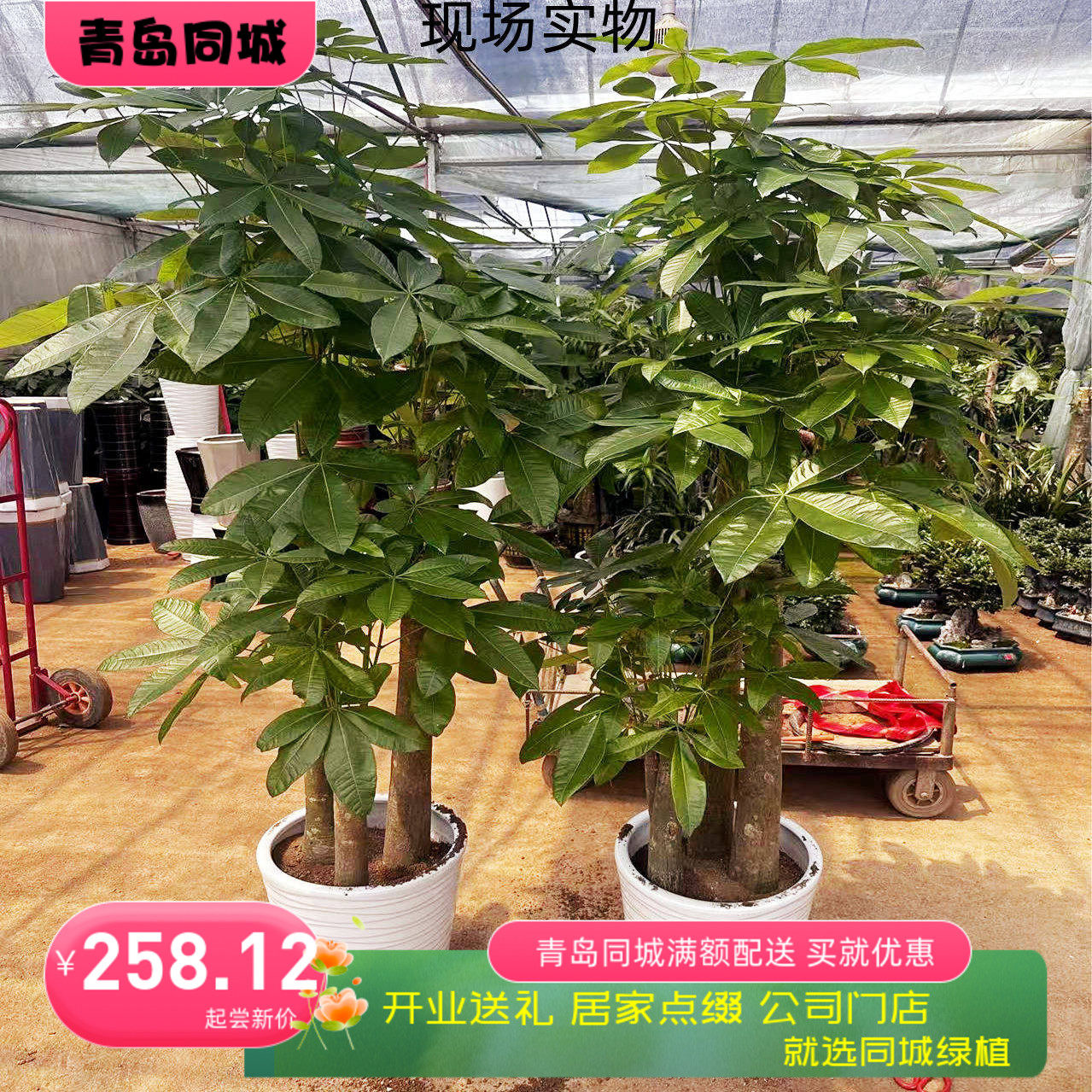 青岛同城步步高大发财树开业送礼