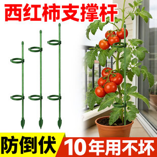 西红柿番茄辣椒固定杆爬藤吊兰园艺花架花支撑架植物防倒伏支撑杆