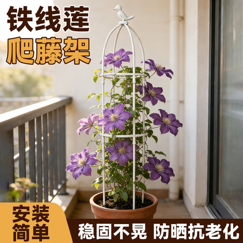铁线莲月季蔷薇防倒伏爬藤花架
