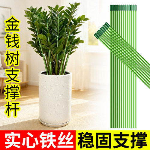 金钱树支撑杆花盆支架杆
