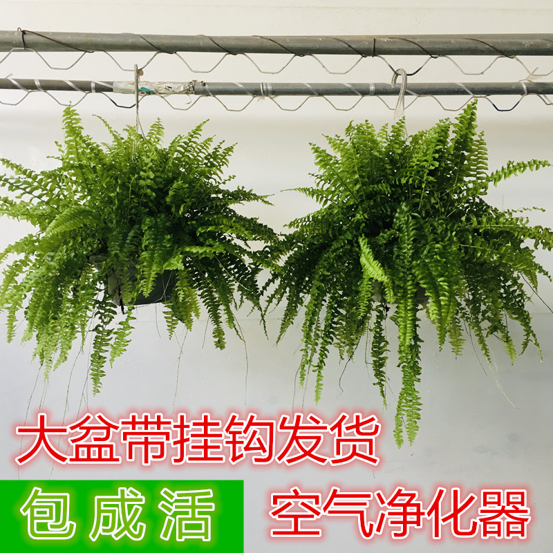 波士顿办公室防辐射除甲醛盆栽