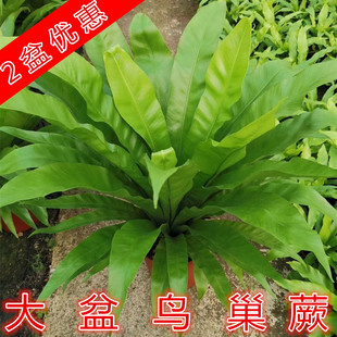 阔叶鸟巢蕨盆栽蕨类植物室内净化空气耐阴观叶绿植办公室观赏花卉