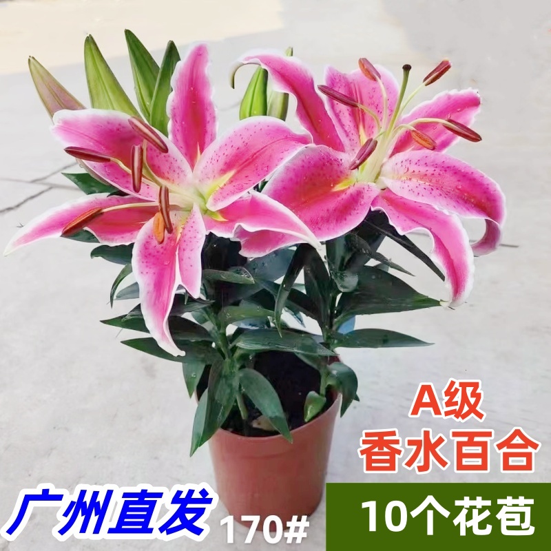 香水百合盆栽带花苞浓香型花卉易养绿植室内净化空气植物客厅鲜花