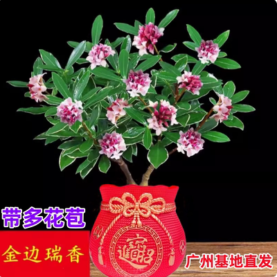金边瑞香盆栽带香带花苞耐寒植物