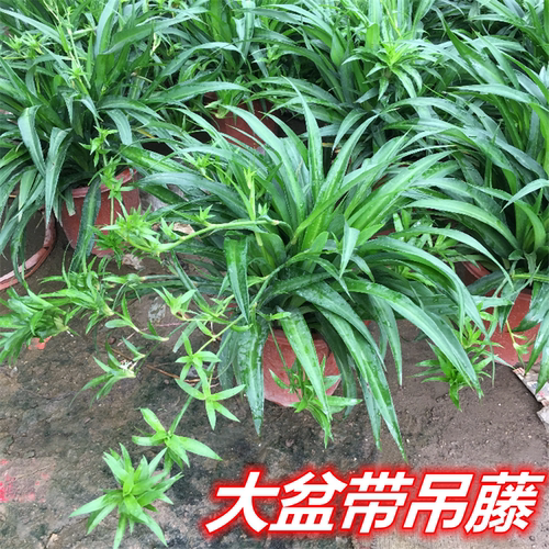 青叶吊兰室内办公室盆栽植物带藤