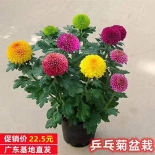 乒乓球菊花盆栽带花苞乒乓菊花苗阳台花卉四季开花室内植物绿植