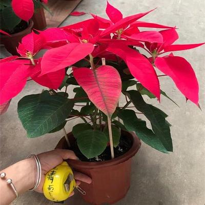 一品红圣诞花盆栽喜庆花卉年宵花