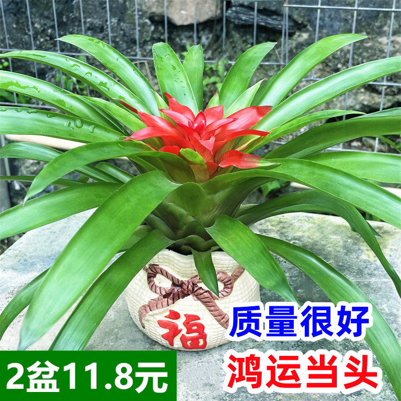 鸿运当头盆栽小红星客厅办公室内桌面花卉带花发货开业喜庆绿植物