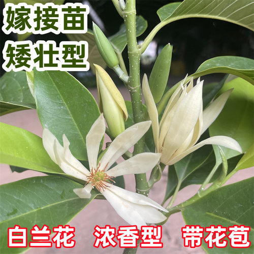 白玉兰花树苗矮种白兰花黄角兰