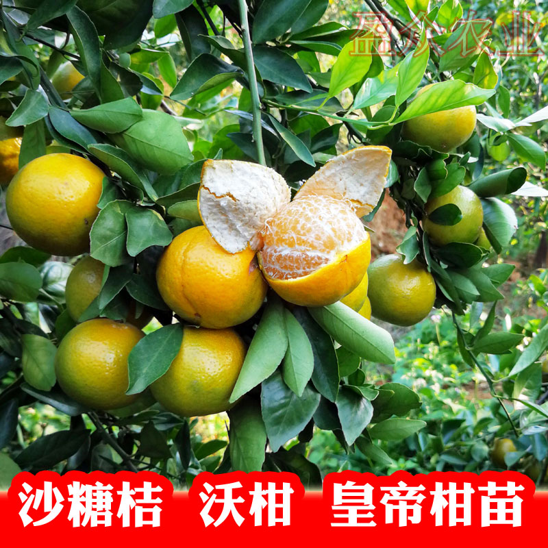 沃柑沙糖桔嫁接果树苗皇帝柑桔苗红江橙茂谷柑砂糖橘小金桔橘在类目 鲜花速递/花卉仿真/绿植园艺, 花园植物/行道树/果树, 果树中 - 来自Buy2taobao.com提供专业的淘宝代购服务