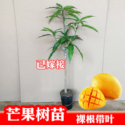 芒果嫁接苗裸根苗盆栽地栽