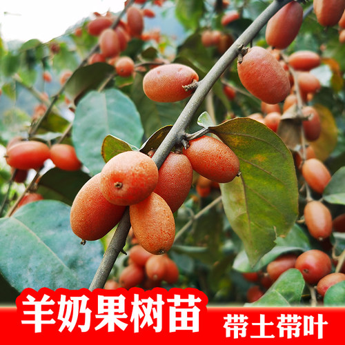 羊奶果树苗 德甜二号嫁接苗 羊奶果实生苗地栽庭院载种