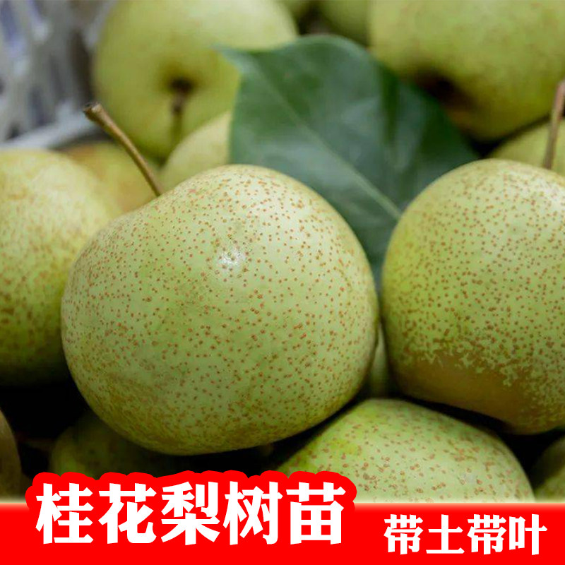 桂花梨嫁接苗 阳台盆栽地栽庭院种植广西发货,鲜花速递/花卉仿真/绿植园艺,果树,淘宝优惠券,粉丝福利购,淘宝优惠卷
