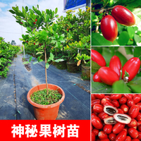 四季神秘果樹苗神奇果變味甜水果