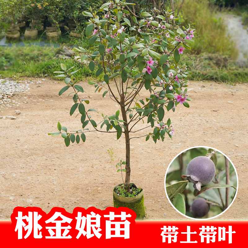 捻子树苗果树果苗盆栽稔山花烂漫