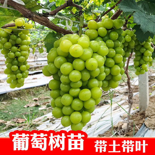 葡萄苗夏黑巨峰蓝宝石阳光玫瑰