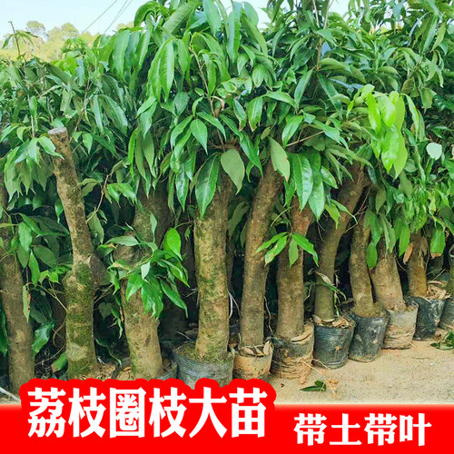 高压圈枝荔枝苗树桩嫁接荔枝树苗妃子笑桂味大苗南方种植当年结果