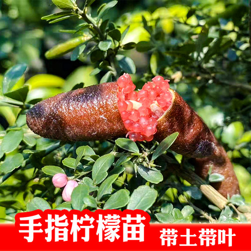 澳洲手指柠檬苗水果鱼子酱指橙柠檬苗带土带叶地栽盆栽可带花带果