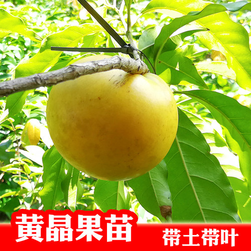 黄晶果苗四季黄金果树苗 盆栽地栽雅亚美果南方种植加蜜蛋黄果