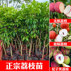 荔枝树苗妃子笑无核A4嫁接果树苗桂味糯米糍白糖罂鸡嘴荔三月红