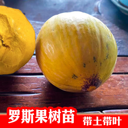 罗斯果嫁接苗 新品种湿包水果带土带叶 可盆栽地栽庭院种植