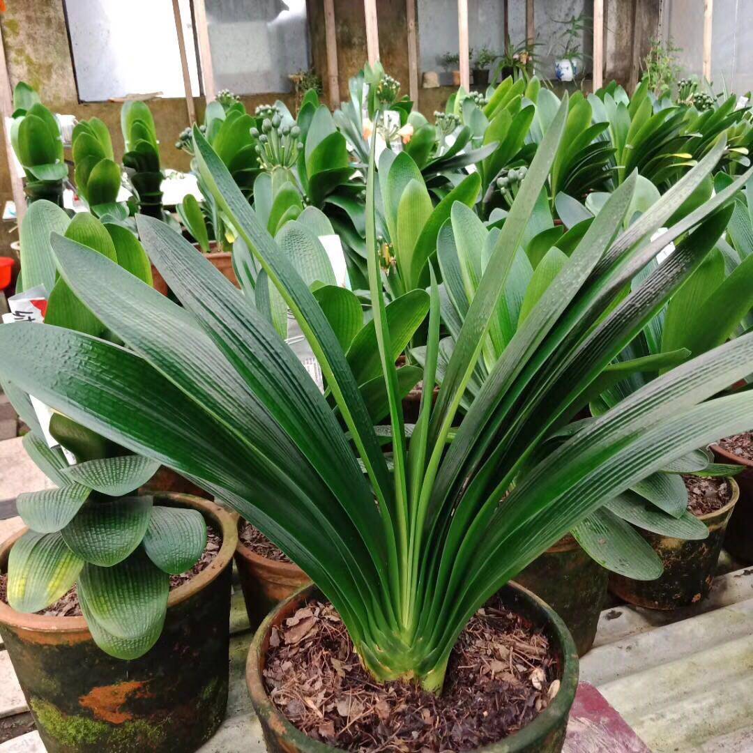 【沈阳大伟君子兰】五年生油匠短叶 防幅射 净化空气 防雾霾