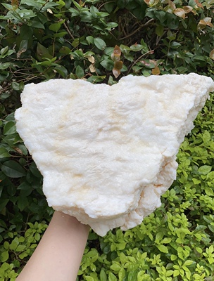 高品质长白山地下溶洞 精品石太岁肉灵芝 白肉 6斤